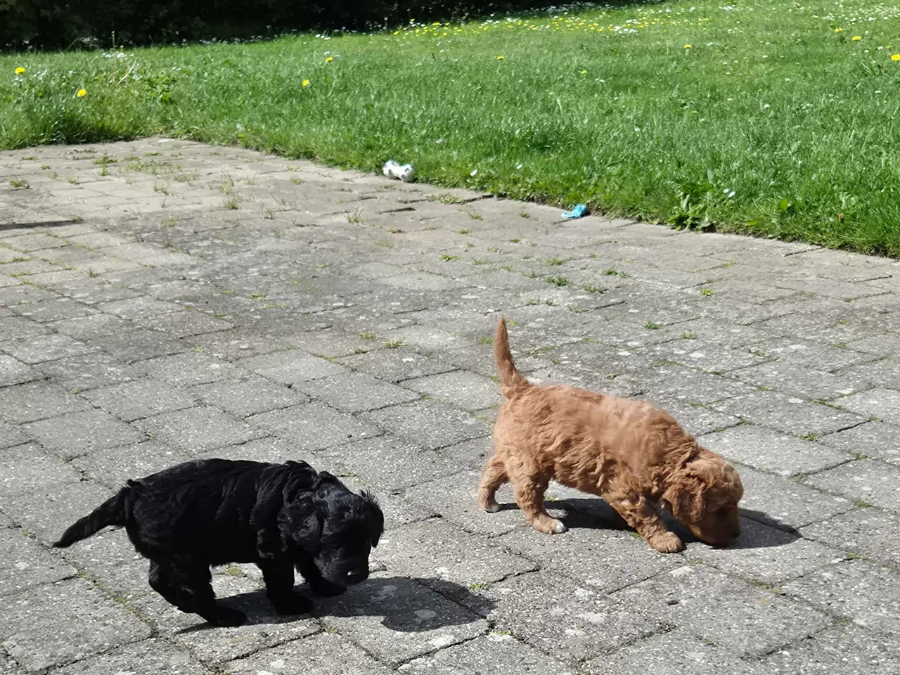 Billede 5 - Cavapoo f1b 