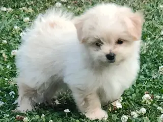 Maltipom hvalpe