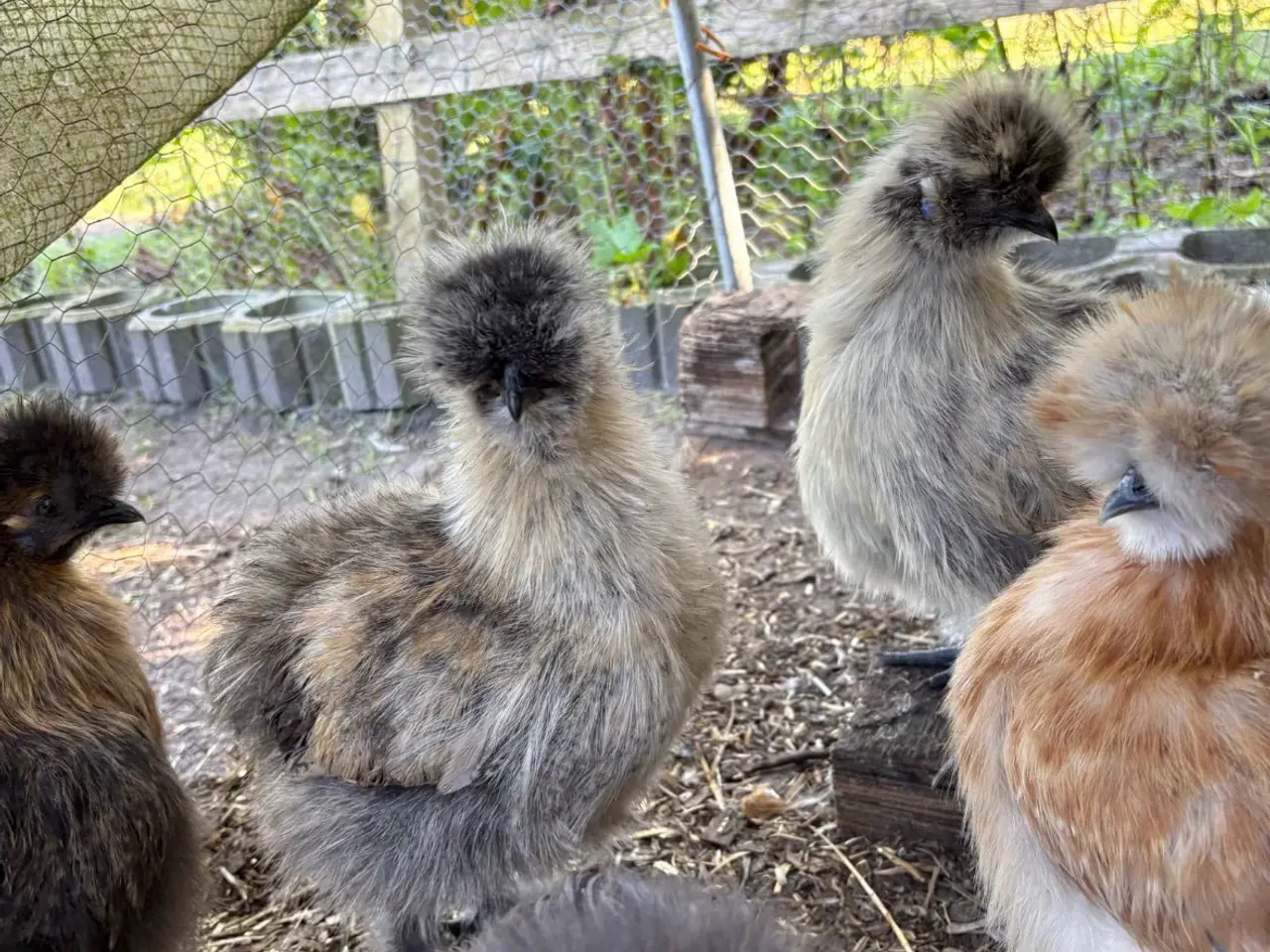 Billede 1 - Silkiehaner GRATIS / Silkie roosters FREE
