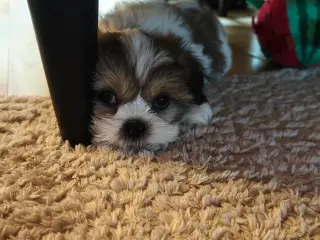 2 Shih Tzu søstre