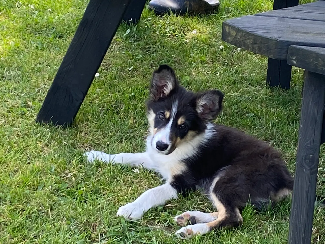Billede 18 - Border Collie
