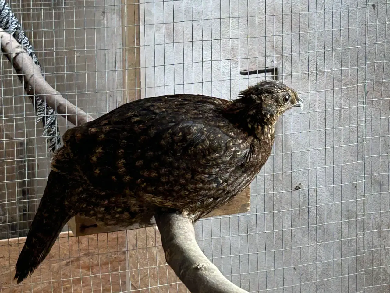 Billede 1 - Temminck Tragopan