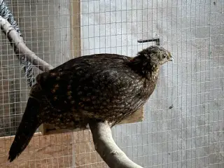 Temminck Tragopan 