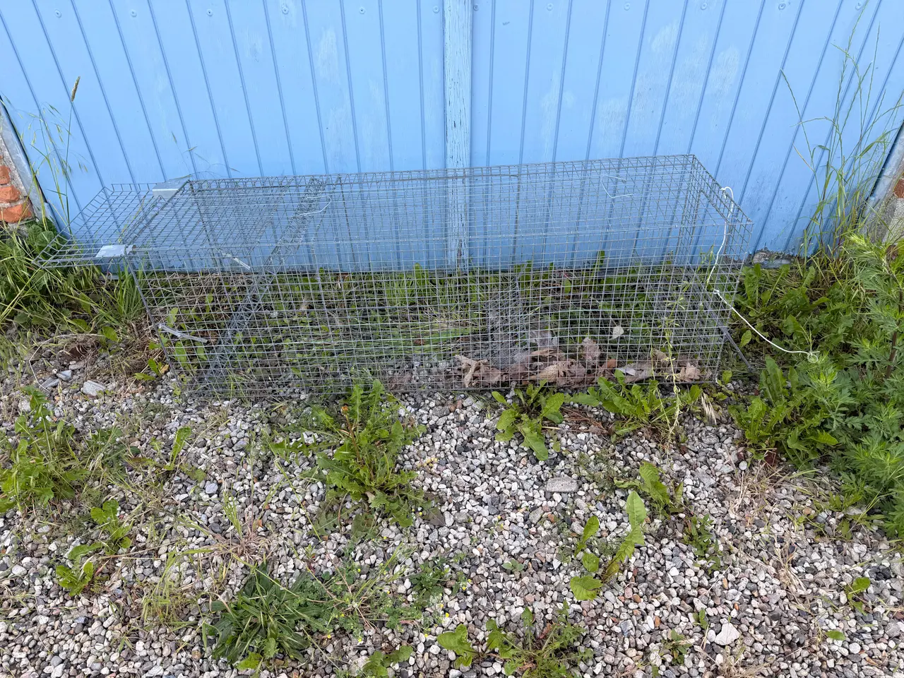 Billede 1 - Stor rævefælde 140 cm