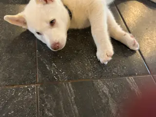 Små lækre husky hvalpe