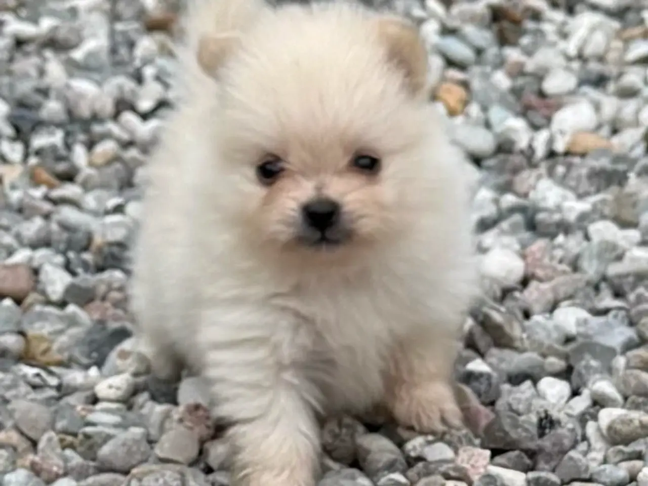 Billede 6 - Pomeranian