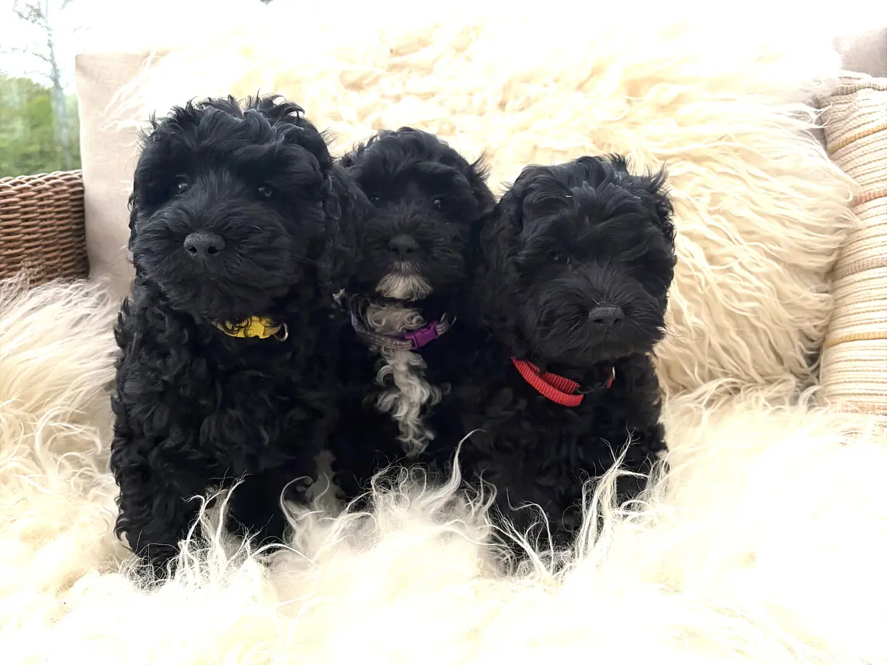 Billede 8 - De smukkeste små fine Cavapoo drenge