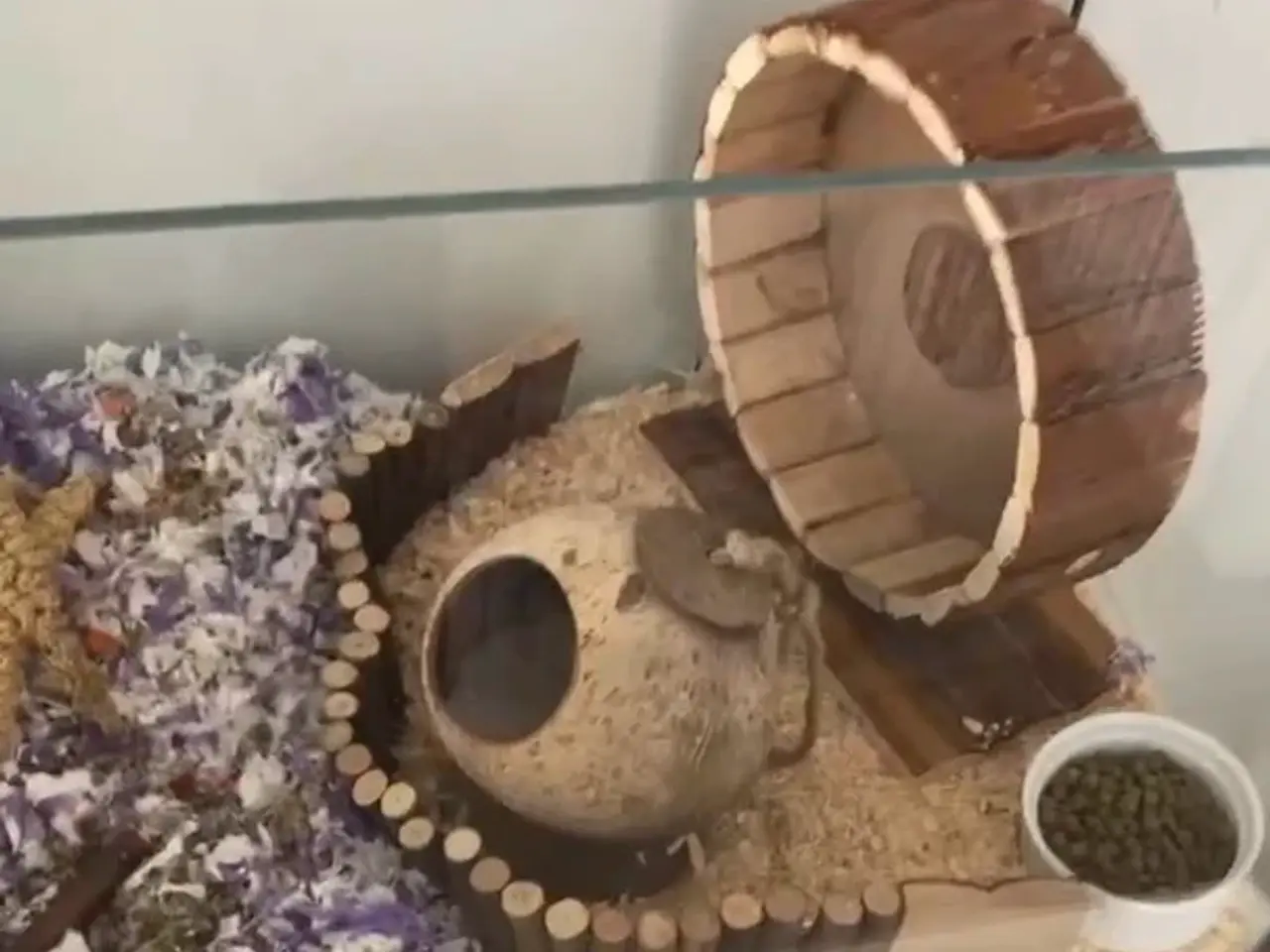 Billede 2 - Hamsterbur akvarie med tilbehør 