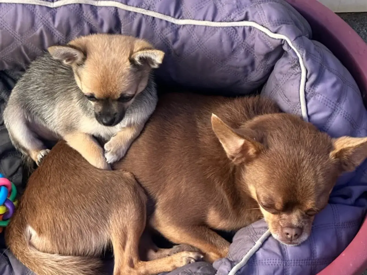 Billede 2 - pomchi hvalp