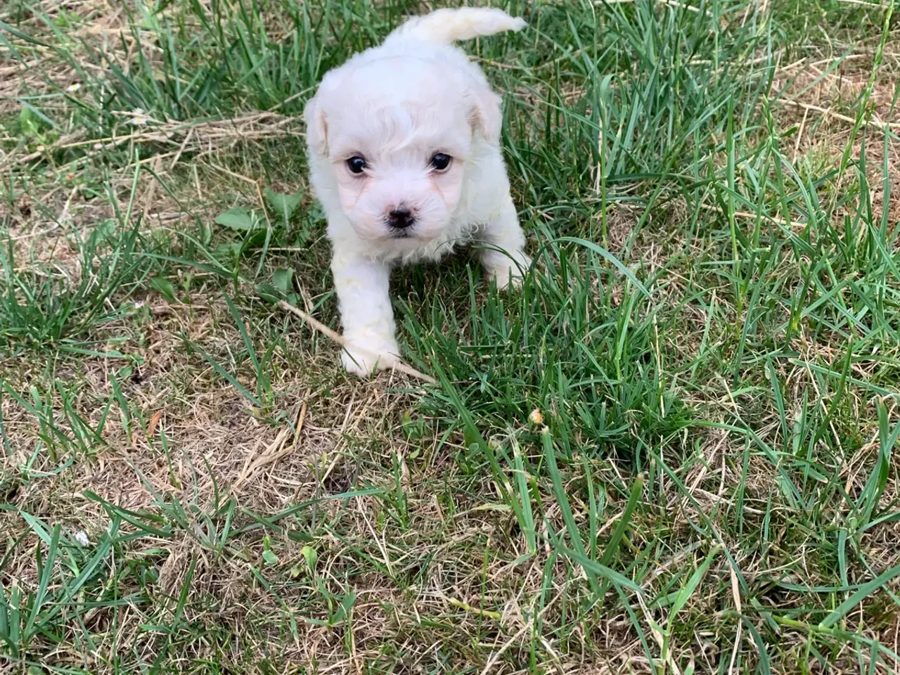 Billede 3 - Bichon Frise