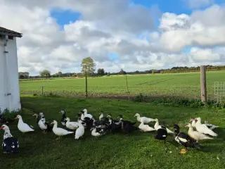 Moskusænder