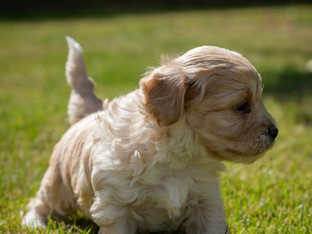 Billede 6 - Maltipoo drenge søger nye familier💙