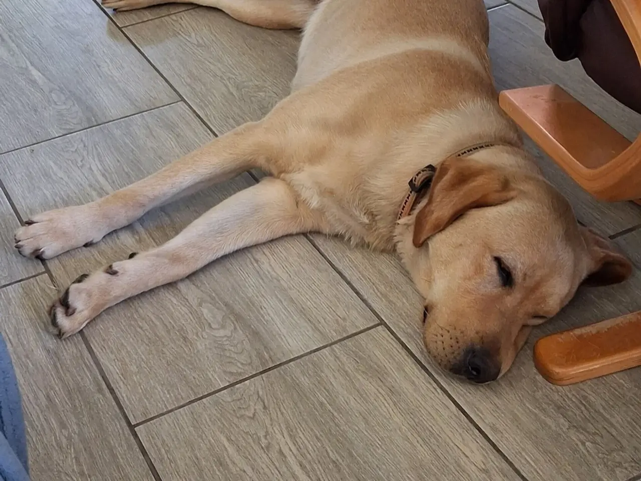 Billede 1 - Sødeste avlsklare labrador