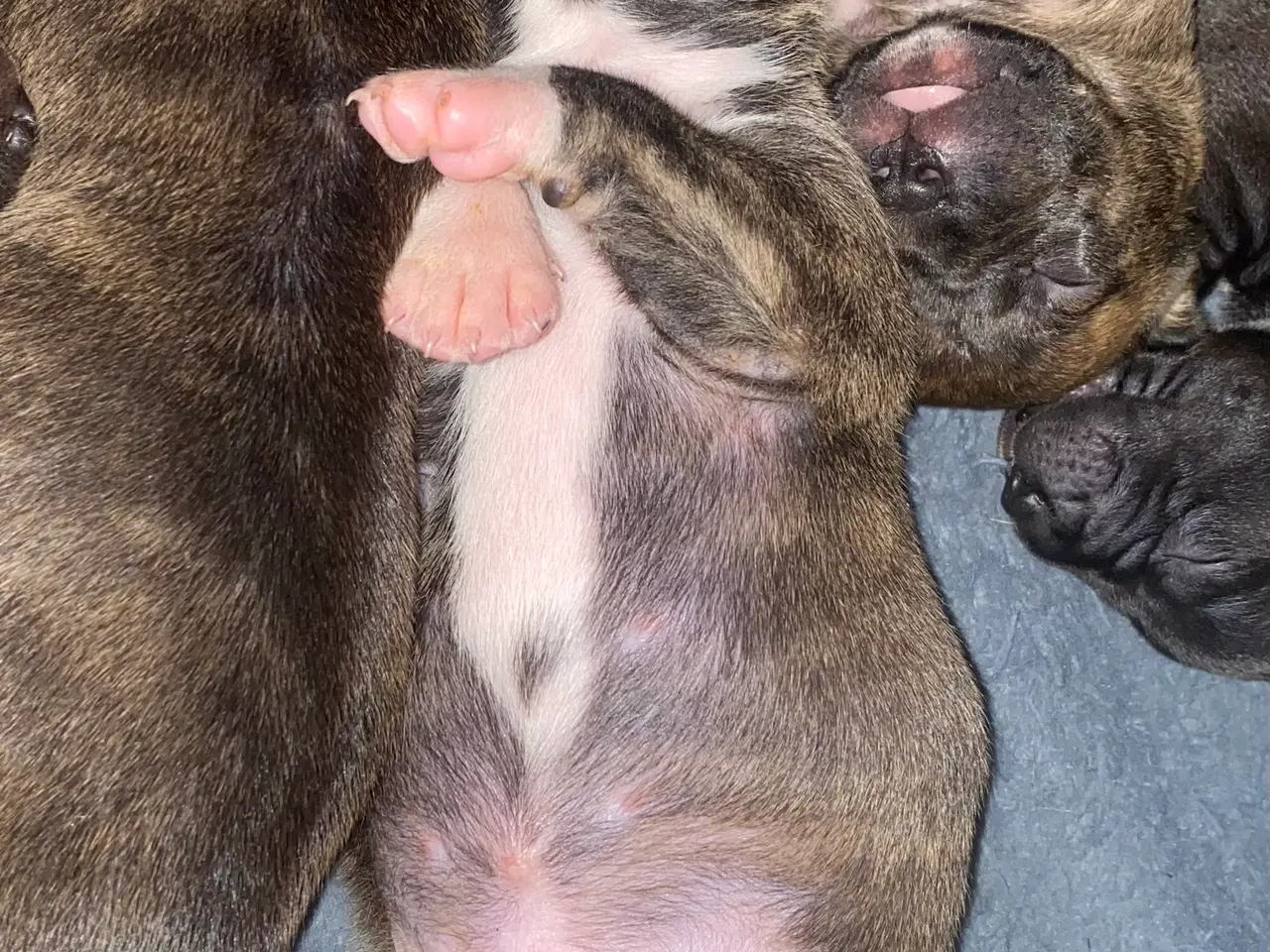Billede 8 - Presa canario blanding