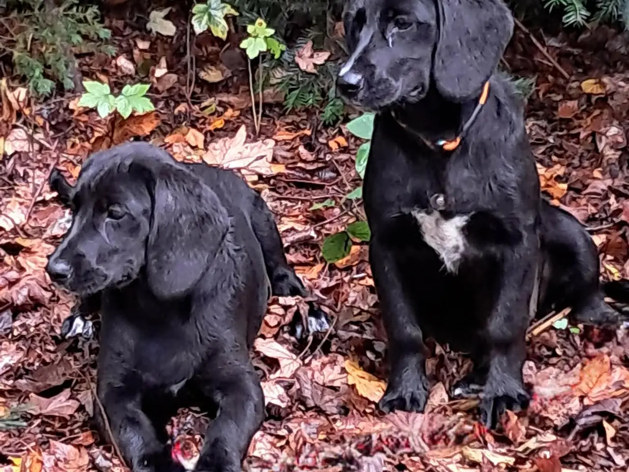 Billede 5 - lækre golden retriever blandinger med Beagle