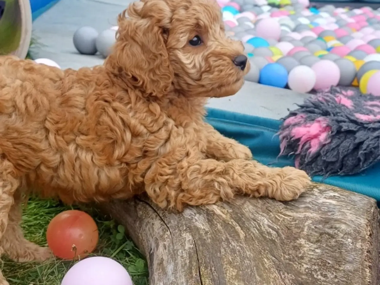 Billede 4 - Cockapoo hvalpe