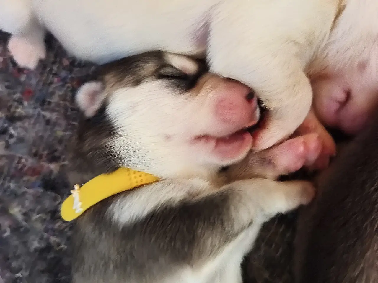 Billede 10 - Siberian Husky hvalpe søger hjem start september 
