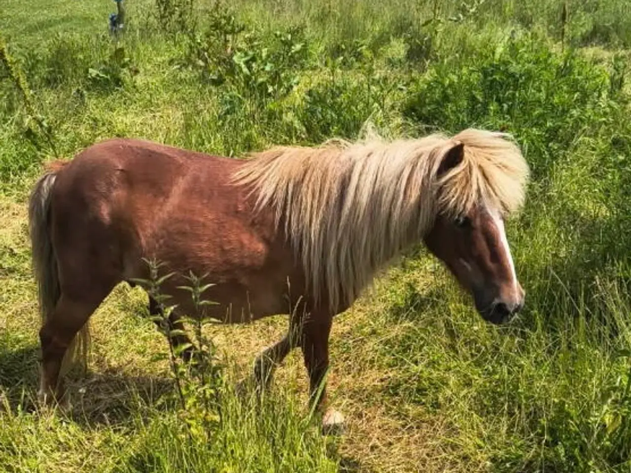 Billede 1 - Shetlænderpony, 21 år, ca. 85 cm i stang