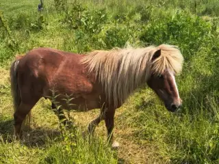 Shetlænderpony, 21 år, ca. 85 cm i stang