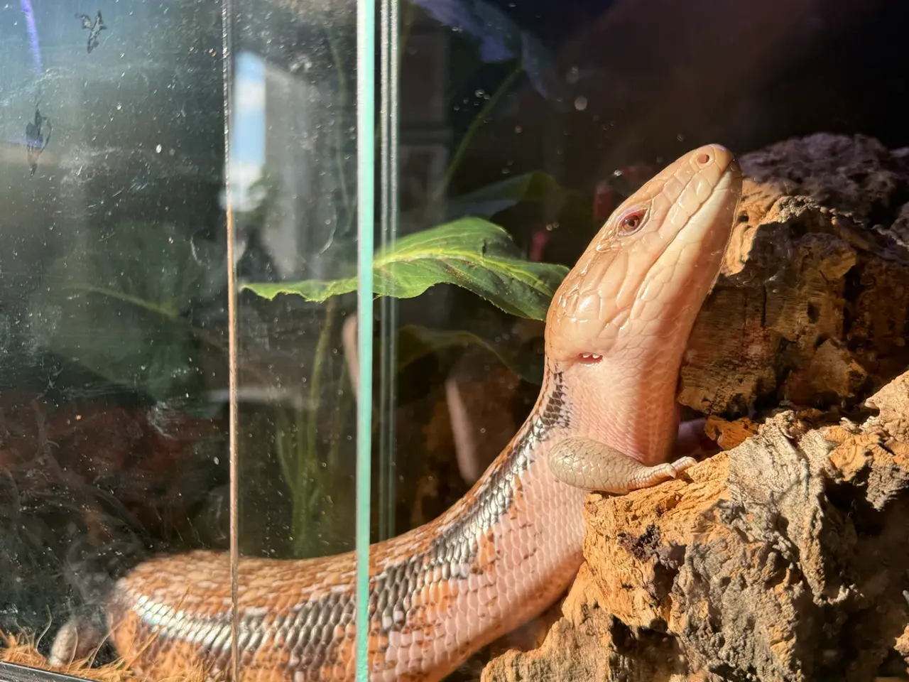 Billede 1 - Blåtunget Skink