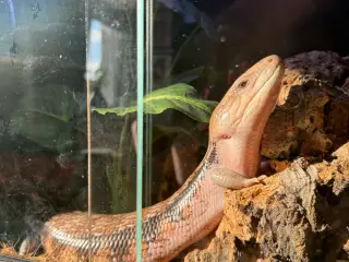 Blåtunget Skink 