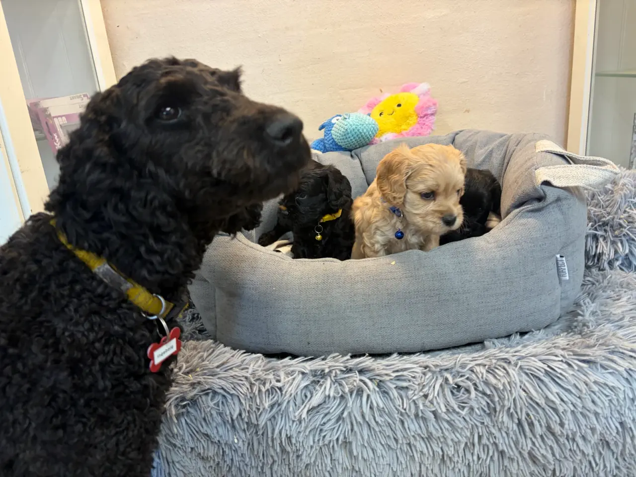 Billede 12 - De smukkeste F1 Cavapoo babyer