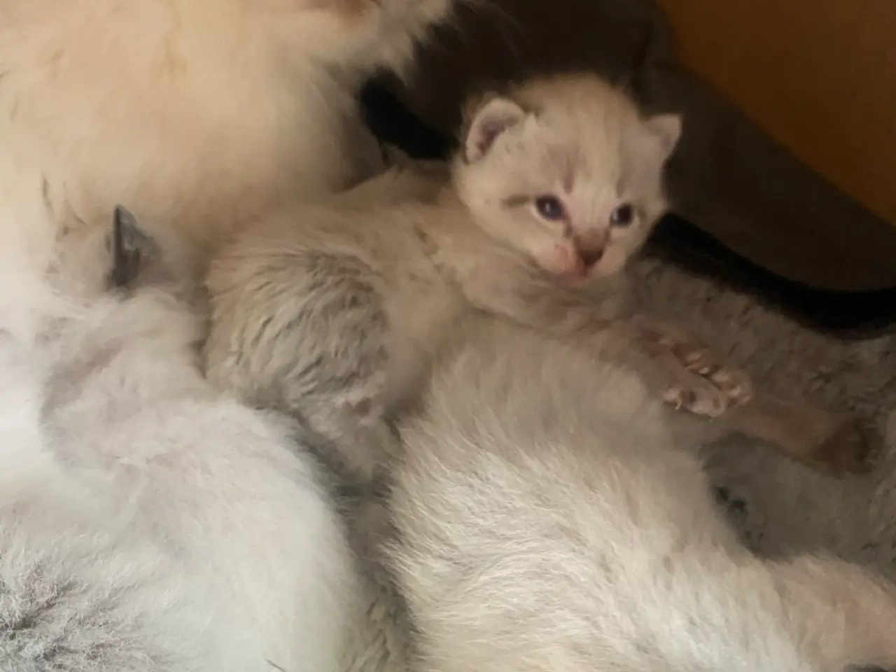 Billede 4 - Flotte ragdoll killinger