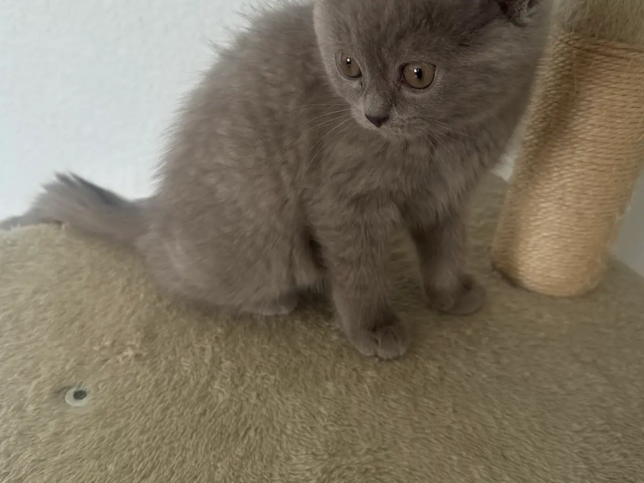 Billede 2 - British shorthair pige (Lilac)