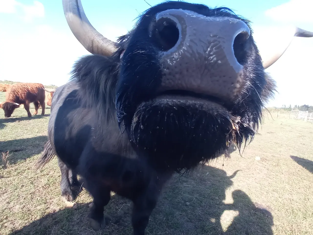 Billede 6 - Skotsk højlandskvæg highland cattle
