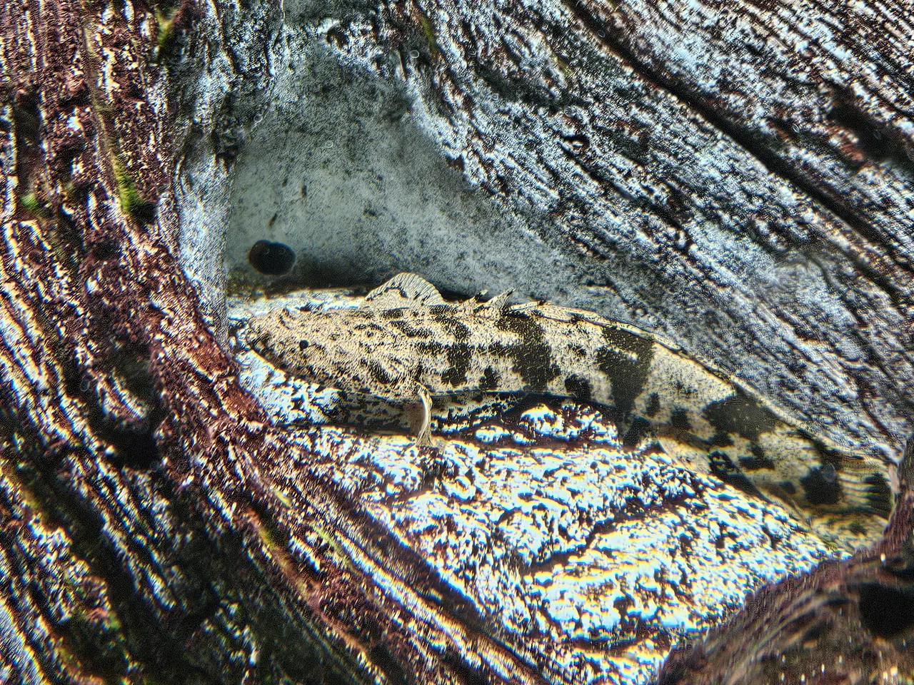 Billede 1 - Polypterus endlicherii