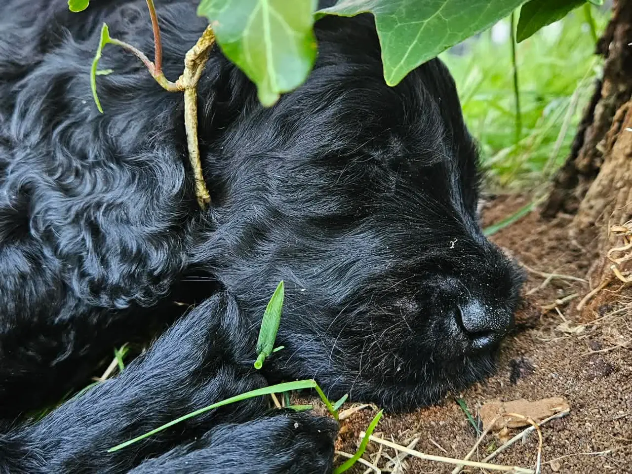 Billede 5 - Goldendoodle hvalpe