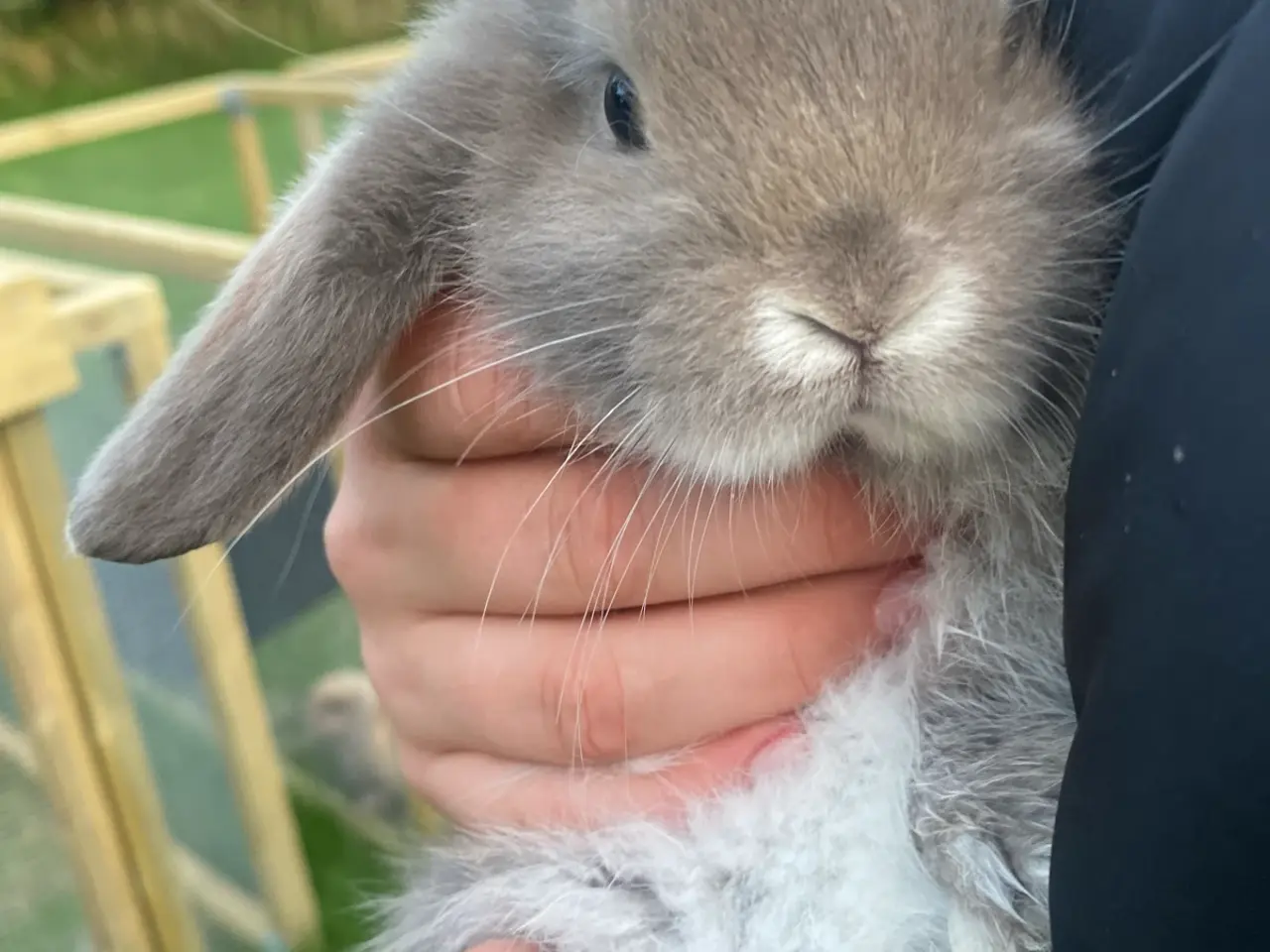 Billede 1 - Mini lop dreng kaninunge