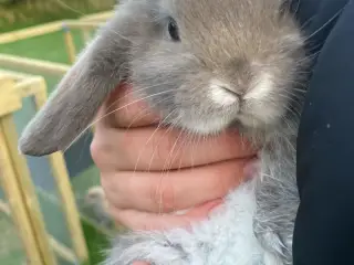 Mini lop dreng kaninunge 