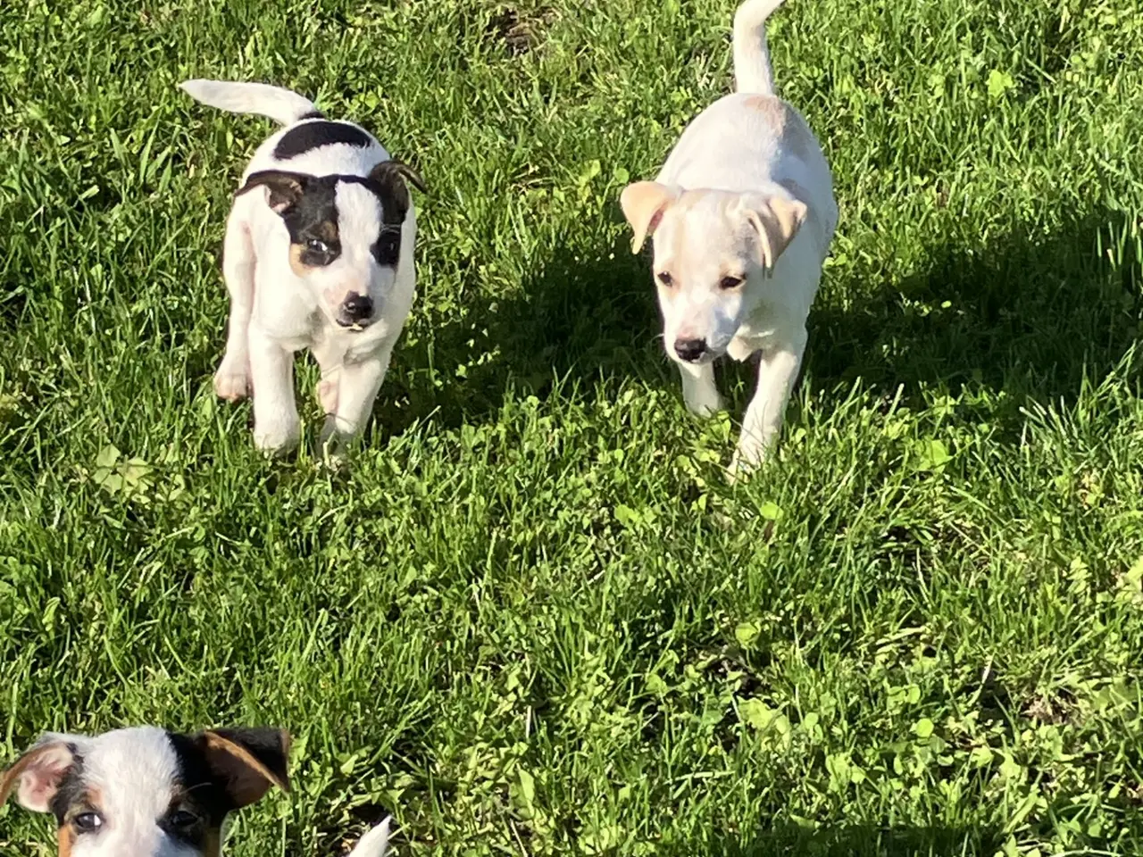 Billede 1 - Dansk Svensk gårdhundehvalpe