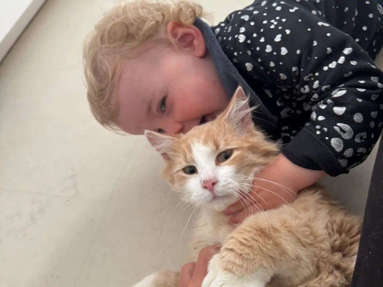 Billede 1 - Main coon / Norsk skovkat