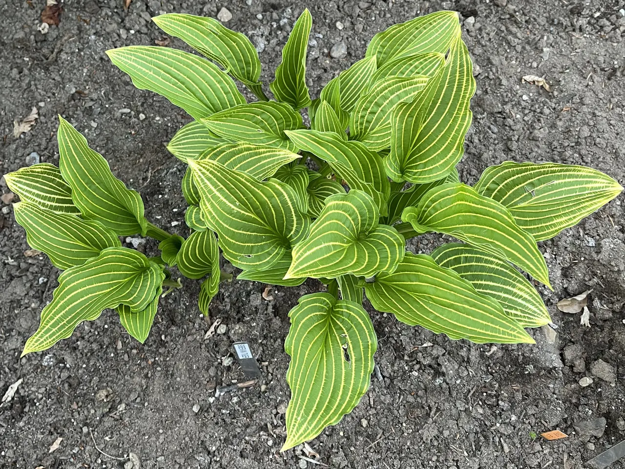 Billede 15 - Hosta sælges