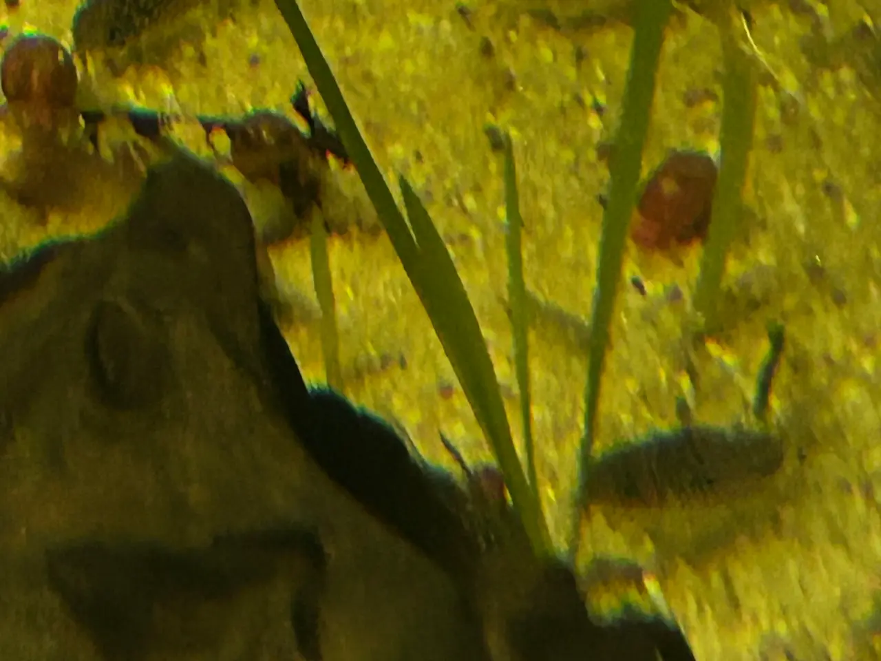 Billede 6 - 🐠✨ Nannus pansermaller – Fredelige bundfisk 