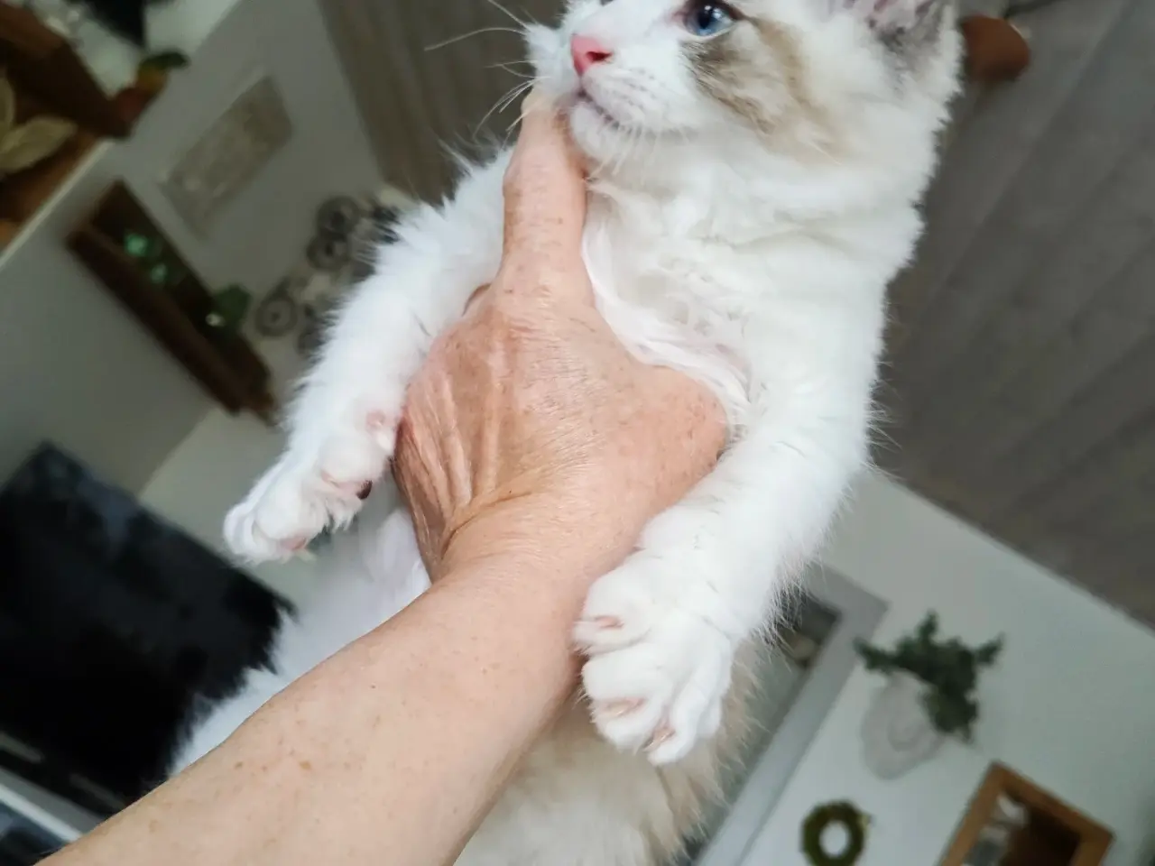 Billede 6 - Ragdoll far Ragdoll-Skovkat mor. 2 skønne killinge