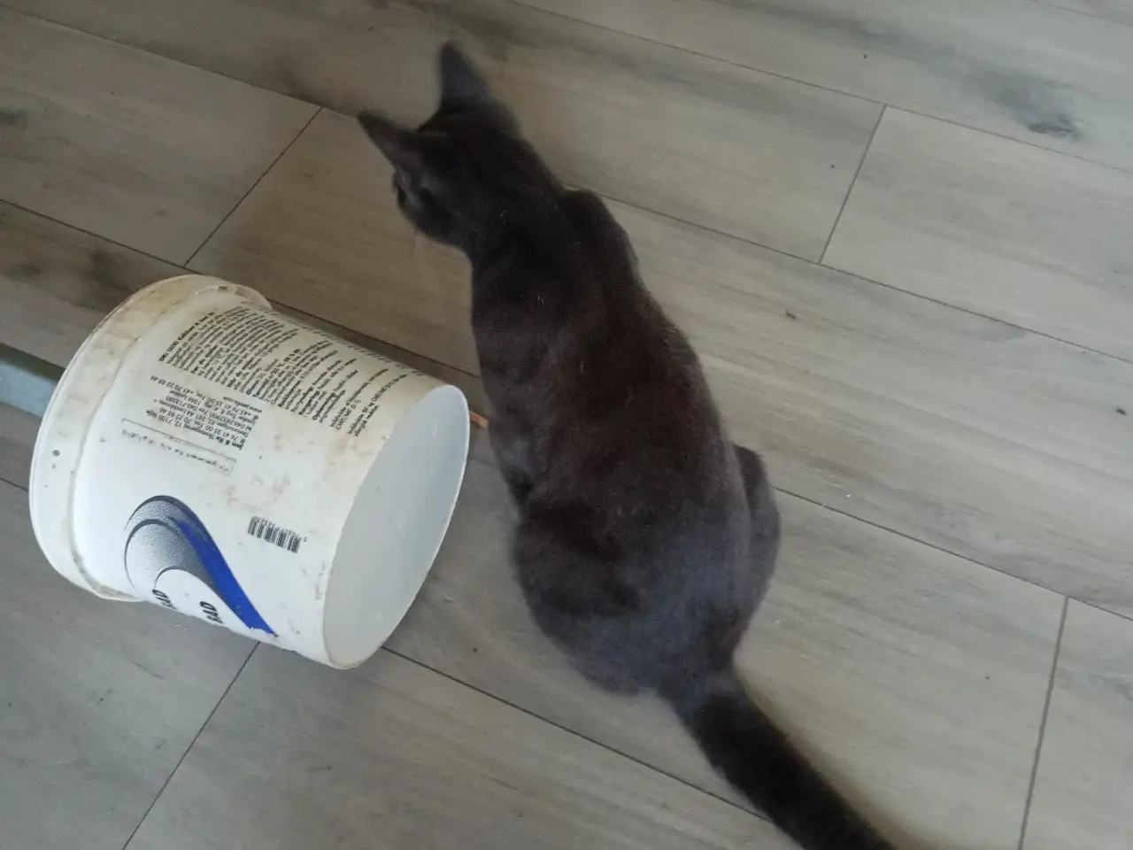 Billede 3 - Grå hun og grå han kat