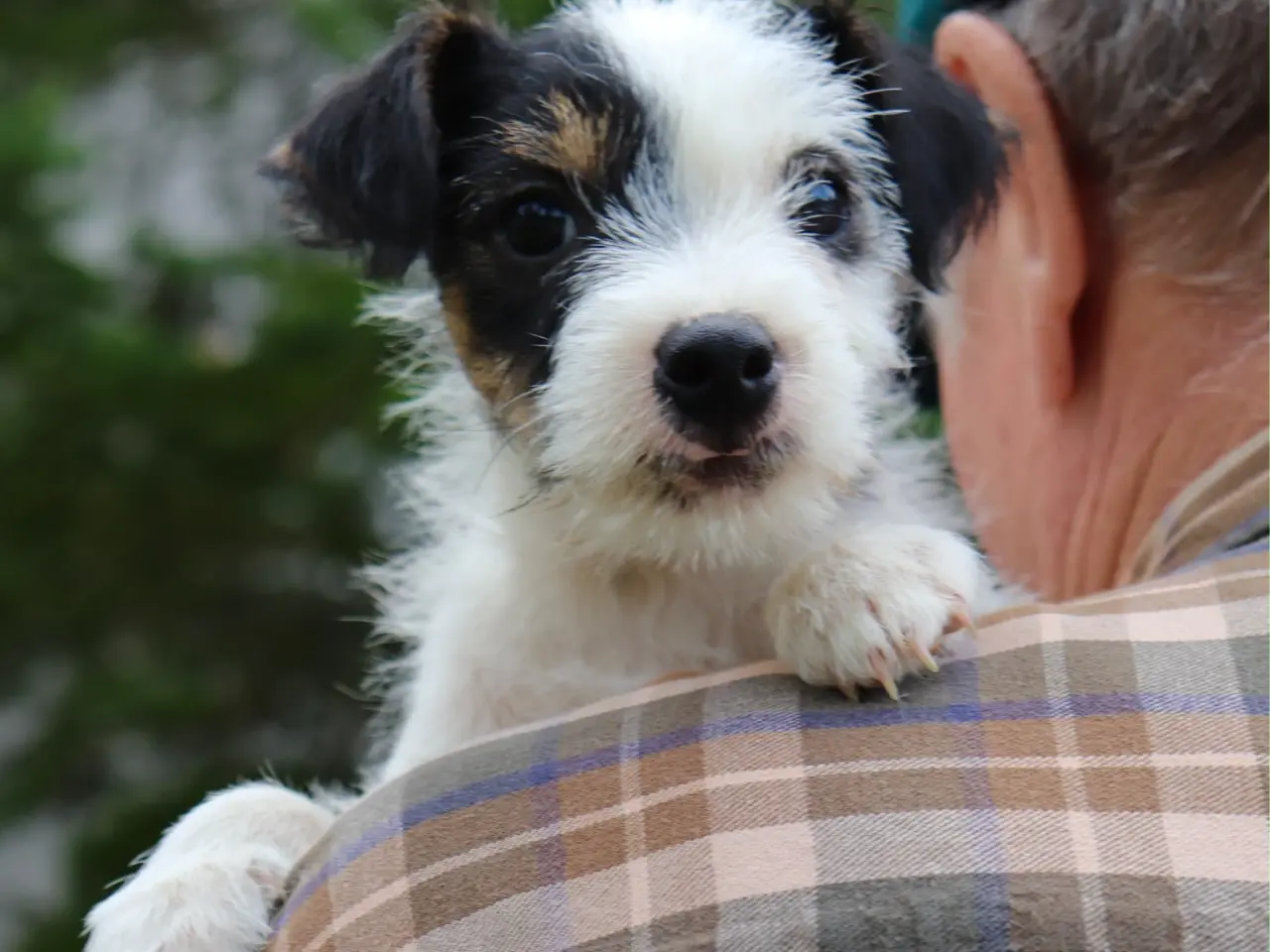 Billede 5 - Parson Jack Russell tævehvalpe født 13/7 2026