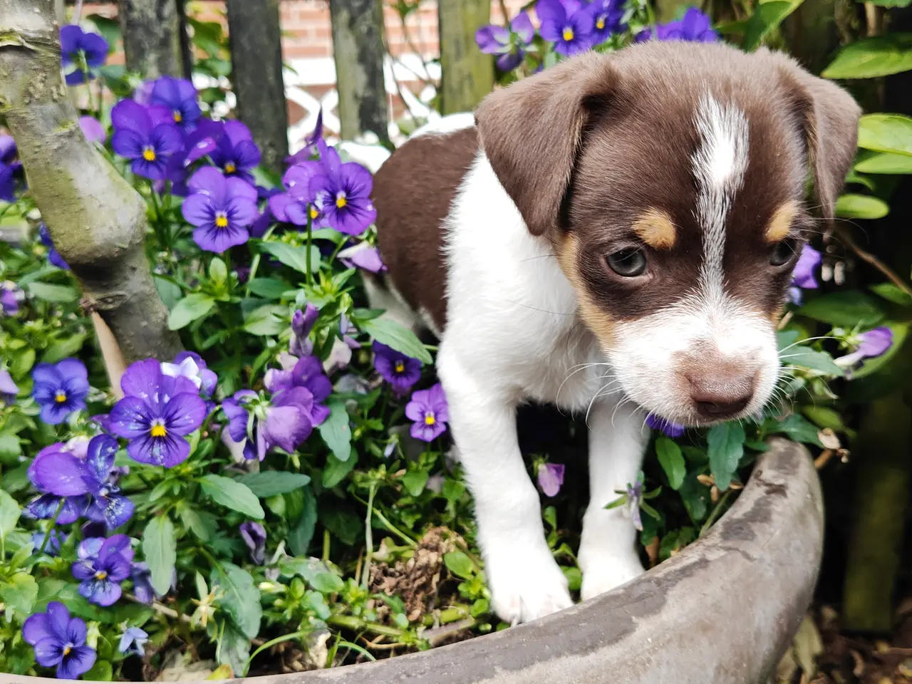Billede 3 - Baby Rottehund
