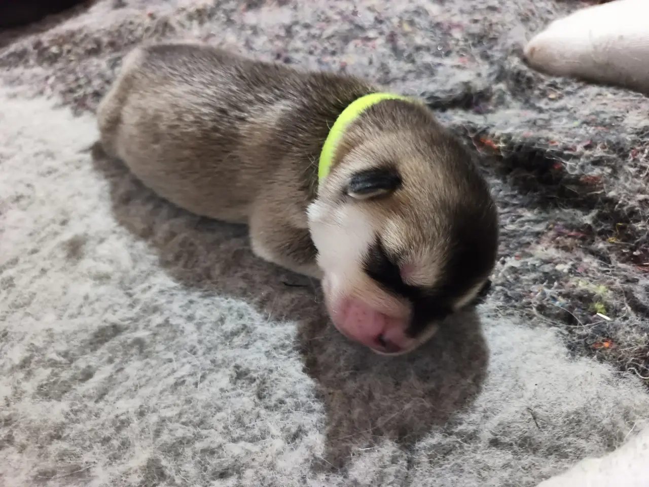 Billede 9 - Siberian Husky hvalpe søger hjem start september 
