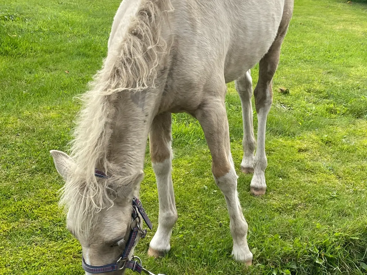 Billede 3 - Welsh partbred hingsteføl