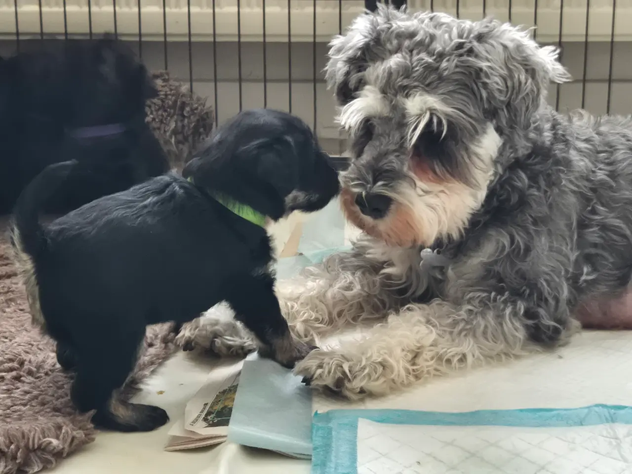 Billede 1 - Poo Schnauzerpoo puddel