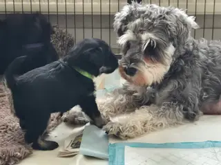 Poo Schnauzerpoo puddel