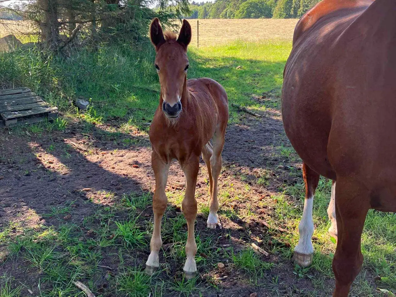 Billede 15 - Frederiksborger, Vallak, 2 år