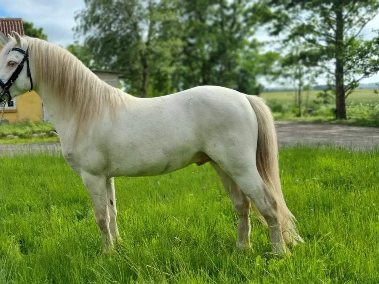 Billede 5 - Cremello hingst