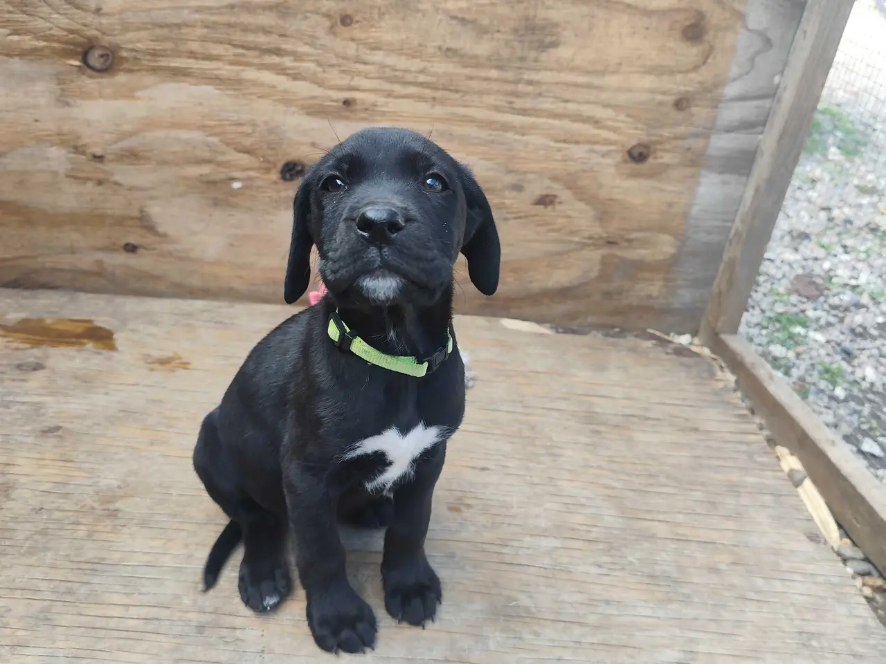 Billede 7 - Labrador blanding 