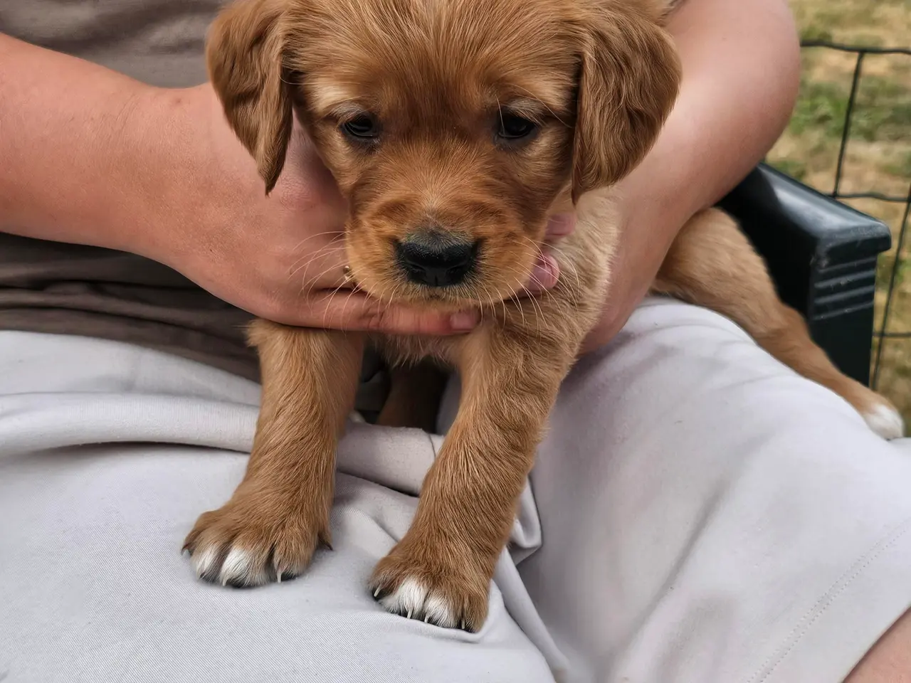 Billede 1 - Mørke Golden Retriever hvalpe