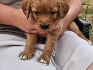 Mørke Golden Retriever hvalpe